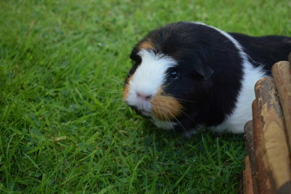 The Hunkiest Chunk of All…?!